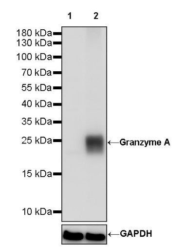 Granzyme A Rabbit Polyclonal Antibody
