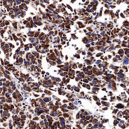 ATP5A Rabbit Polyclonal Antibody