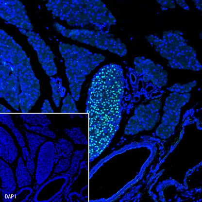 NKX6.1 Recombinant Rabbit mAb (SDT-260-79)