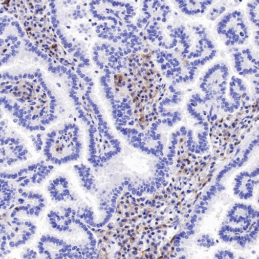 Rabbit Anti-Human CD27 Antibody (S-1205-49)