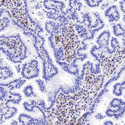 Rabbit Anti-Human CD27 Antibody (S-1205-49)