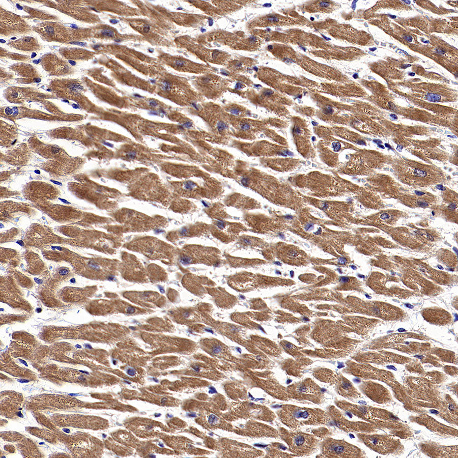 WSB1 Recombinant Rabbit mAb (S-3505-23)