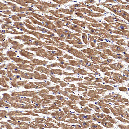 WSB1 Recombinant Rabbit mAb (S-3505-23)