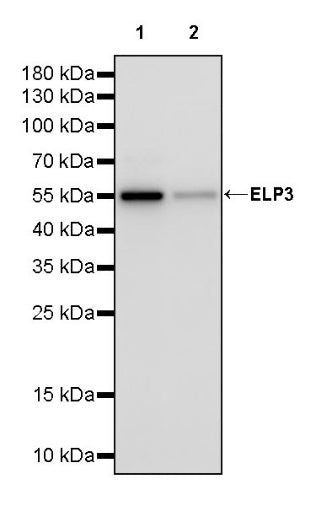 ELP3 Rabbit Polyclonal Antibody