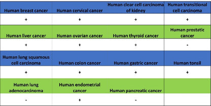TDG Recombinant Rabbit mAb (S-3111-16)