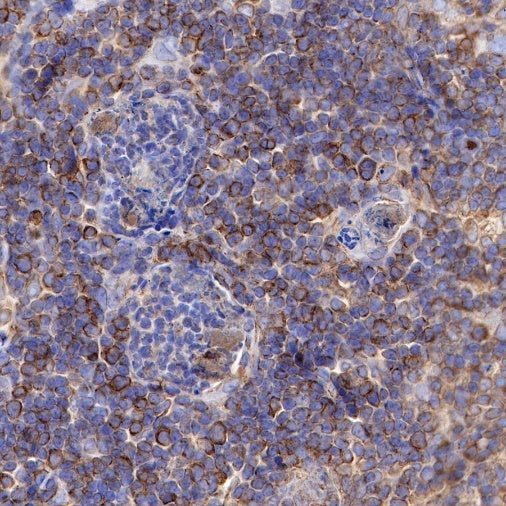 CD137 Recombinant Rabbit mAb (S-547-17)