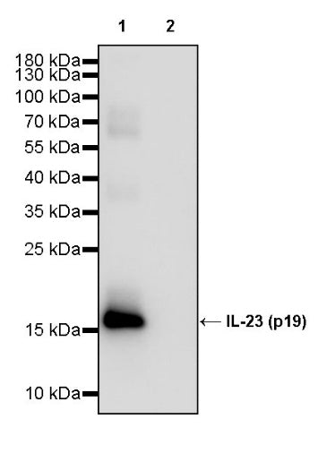 Invivo anti-mouse IL-23 (p19) Recombinant mAb