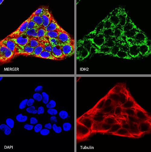IDH2 Recombinant Rabbit mAb (S-1525-5)