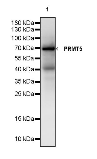 PRMT5 Recombinant Rabbit mAb (S-2336-126)