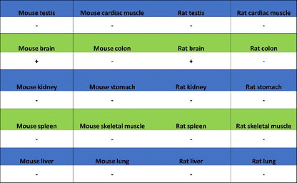 SNAP25 Recombinant Rabbit mAb (S-1828-67)