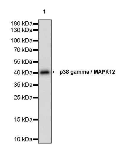 p38 gamma/MAPK12 Recombinant Rabbit mAb (S-1253-50)