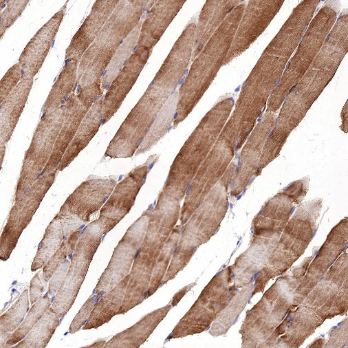 S-RMab® MCT4 Recombinant Rabbit mAb (S-1437-7)