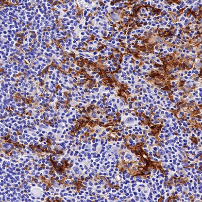 CD11c Recombinant Rabbit mAb (SDT-396-48)