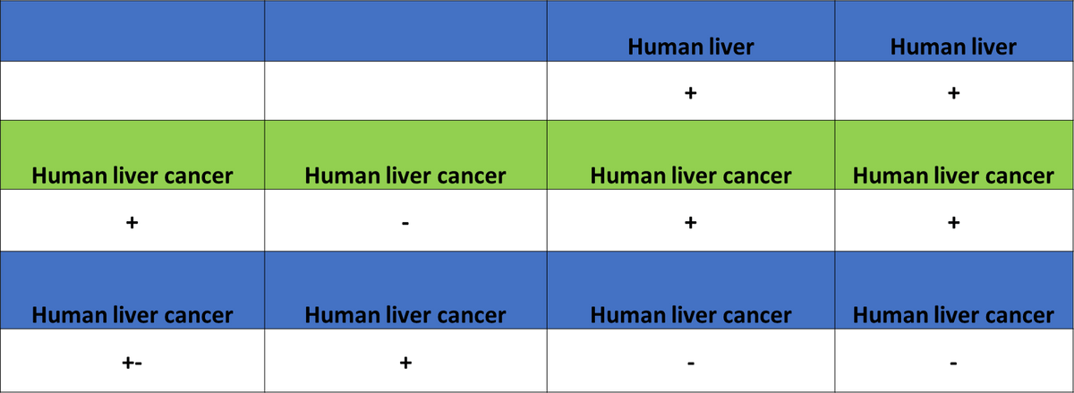 AGXT Recombinant Rabbit mAb (S-3586-30)