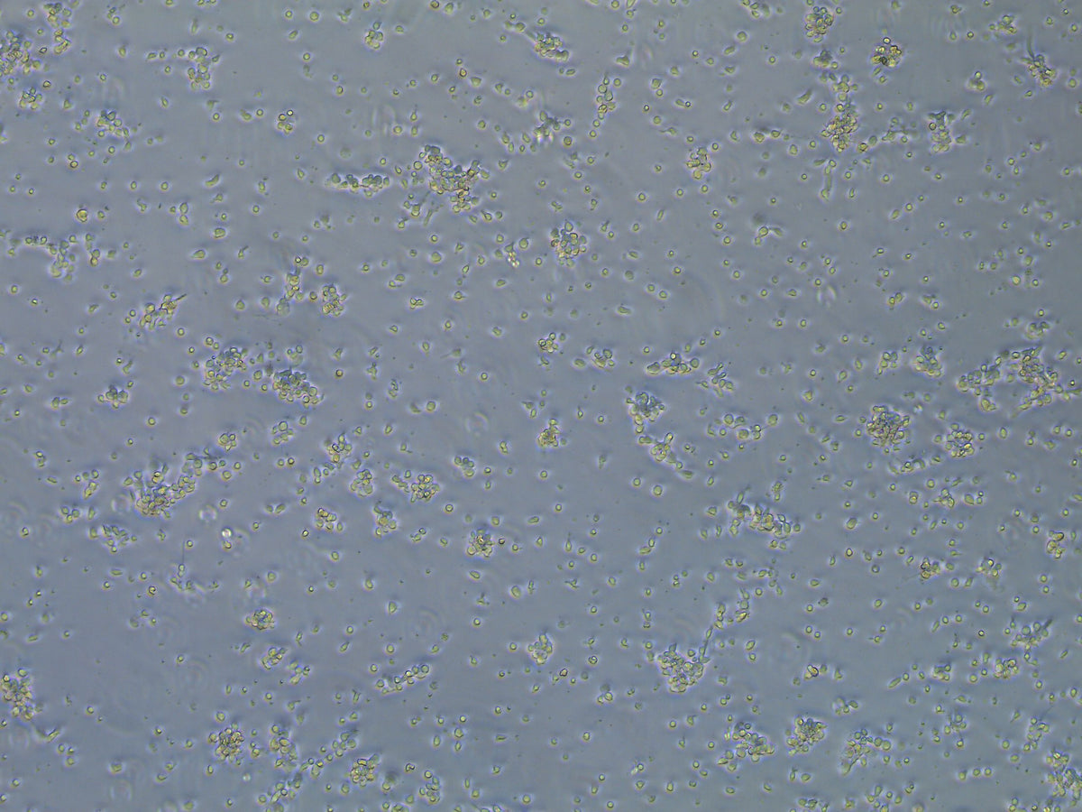NA/LE Mouse anti-human CD3 mAb