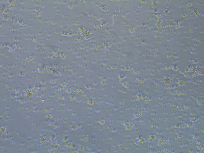 NA/LE Mouse anti-human CD3 mAb