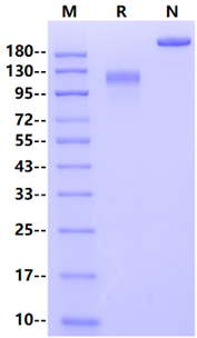 EGFR Fc Chimera Protein, Human