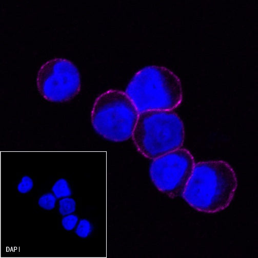 CD19 Recombinant Rabbit mAb (Cy5 Conjugate) (S-164-41)