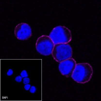 CD19 Recombinant Rabbit mAb (Cy5 Conjugate) (S-164-41)
