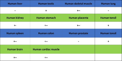 Caspase-2 Recombinant Rabbit mAb (S-3188-3)