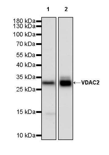 VDAC2 Rabbit Polyclonal Antibody