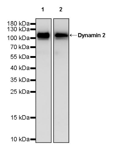 Dynamin 2 Recombinant Rabbit mAb (S-1751-209)