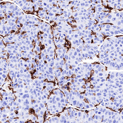 S-RMab® CD16a Recombinant Rabbit mAb (SDT-R099)