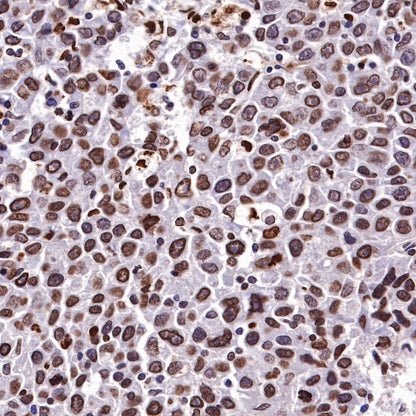 Histone H3 Recombinant Rabbit mAb (SDT-266-44)