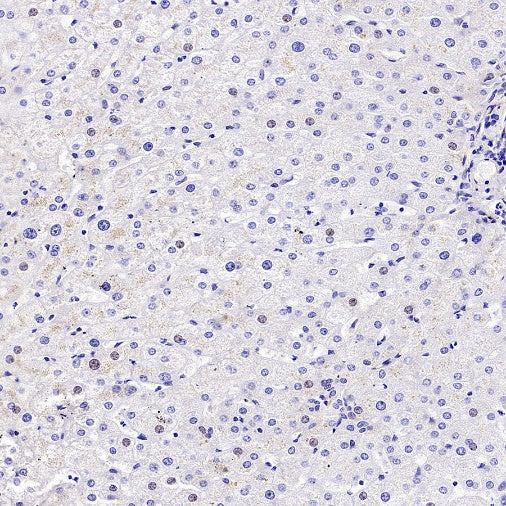 Synaptopodin Recombinant Rabbit mAb (SDT-3331-4)