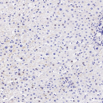 Synaptopodin Recombinant Rabbit mAb (SDT-3331-4)