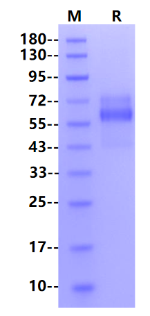 HRSVA (strain A2) pre-fusion glycoProtein F0 His Tag Protein