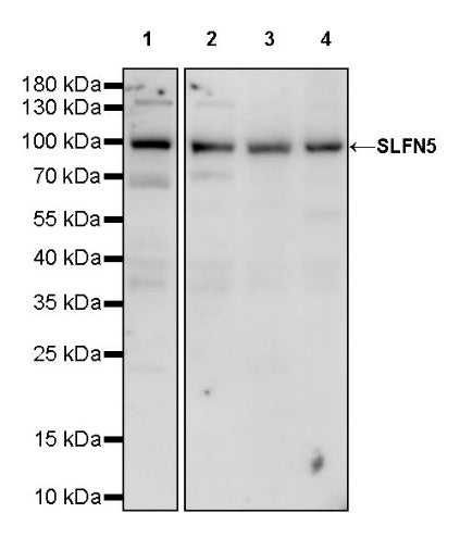 SLFN5 Rabbit Polyclonal Antibody