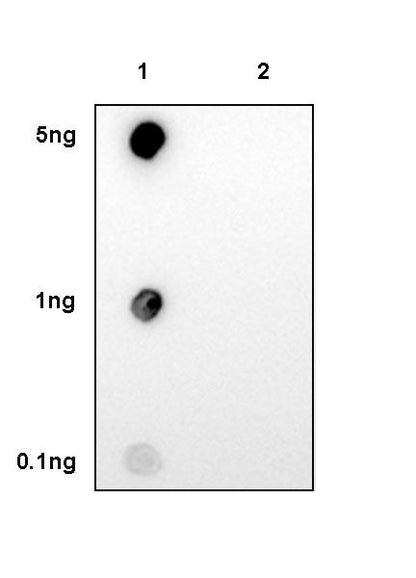 Phospho-Akt (Ser473) Recombinant Rabbit mAb (S-510-64)
