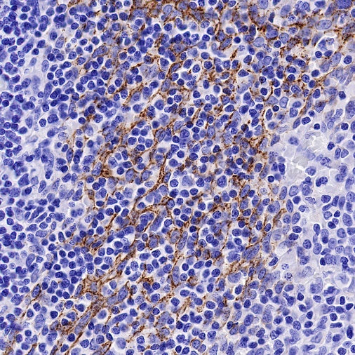 Claudin 3+Claudin 9 Recombinant Rabbit mAb (SDT-1452-80)