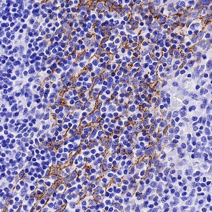 Claudin 3+Claudin 9 Recombinant Rabbit mAb (SDT-1452-80)