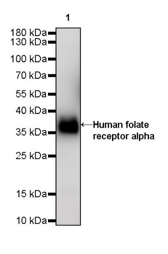 Human folate receptor alpha Recombinant Rabbit mAb (SDT-719-20-2)