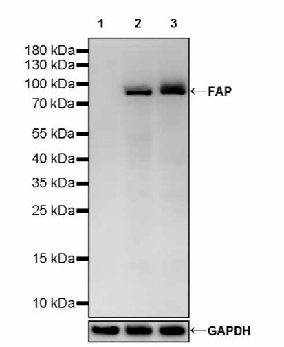 FAP Recombinant Rabbit mAb (S-3094-29)
