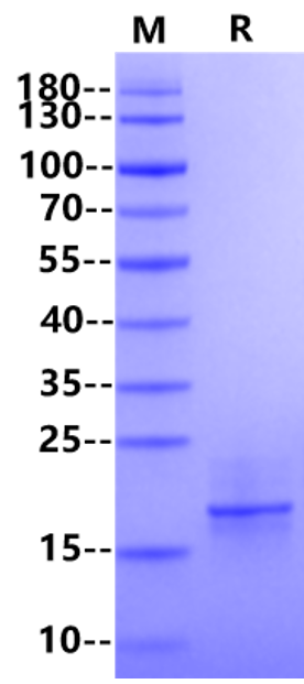 BAFF Protein, Human
