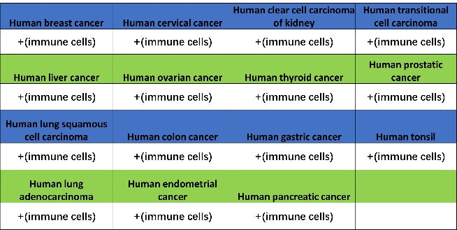 CD352/SLAM6 Recombinant Rabbit mAb (SDT-2472-77)