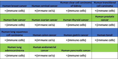 CD352/SLAM6 Recombinant Rabbit mAb (SDT-2472-77)