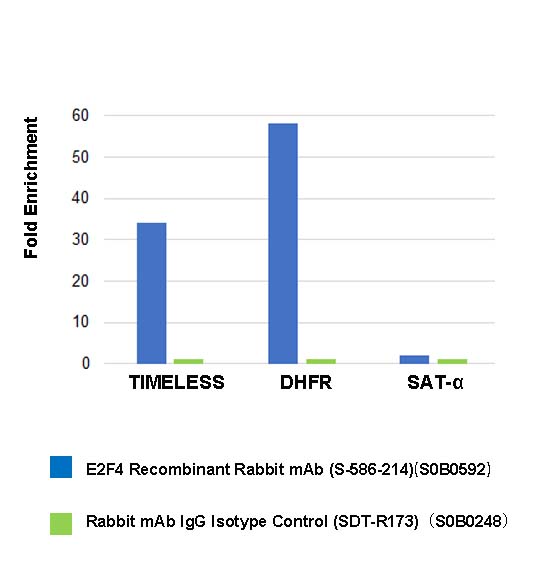E2F4 Recombinant Rabbit mAb (S-586-214)
