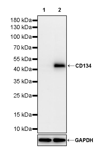 CD134 Recombinant Rabbit mAb (S-4797)