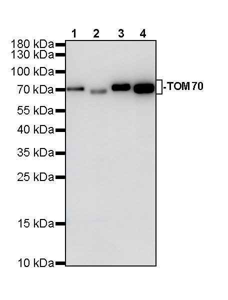 TOM70 Mouse mAb