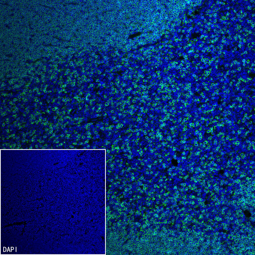CD8α Recombinant Rabbit mAb (S-6201)