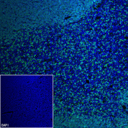 CD8α Recombinant Rabbit mAb (S-6201)
