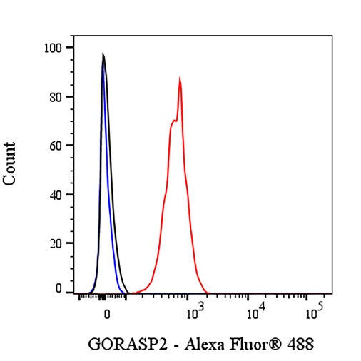GORASP2 Recombinant Rabbit mAb (S-2526-47)