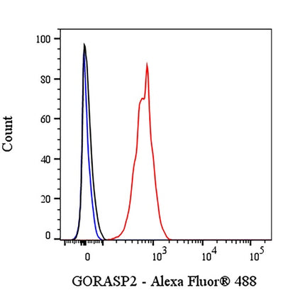 GORASP2 Recombinant Rabbit mAb (S-2526-47)