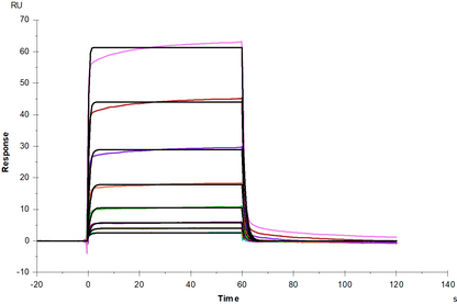 IFN-alpha/beta R1 Fc Chimera Protein, Human