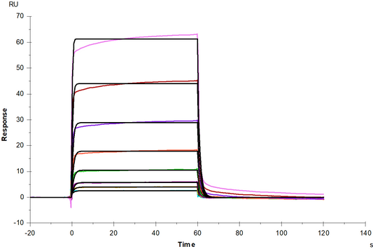 IFN-alpha/beta R1 Fc Chimera Protein, Human
