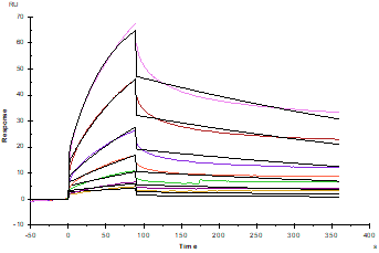 FGF-R2 (IIIb) His Tag Protein, Human